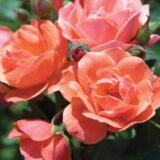 landscaping ideas Ottawa coral knockout roses