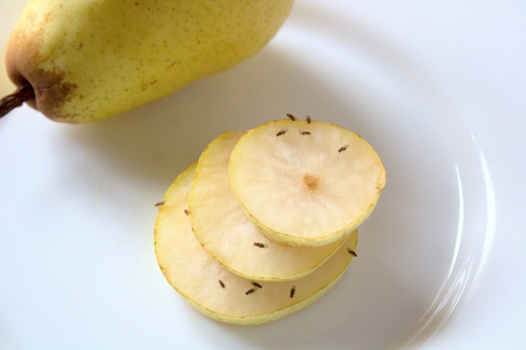 alt: fruit flies infestation steve maxwell