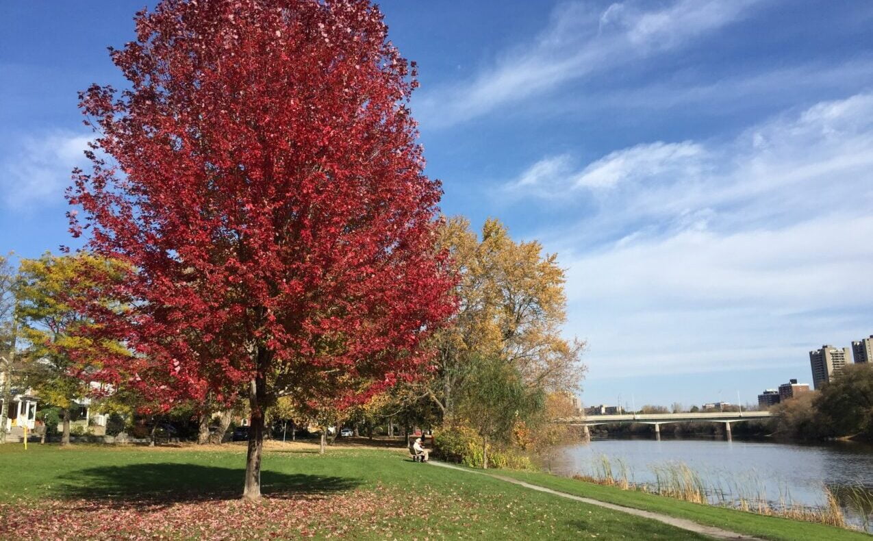 Old Ottawa South Windsor Park fall leaves