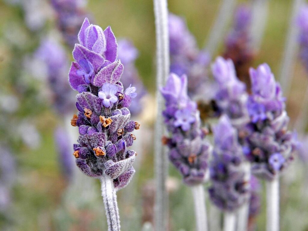 fresh herbs Judith Cox lavender