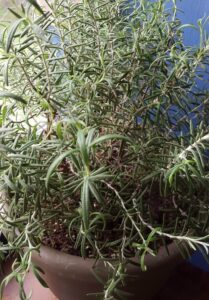 fresh herbs Judith Cox rosemary
