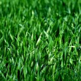 Early fall is a good time to sow grass seed.