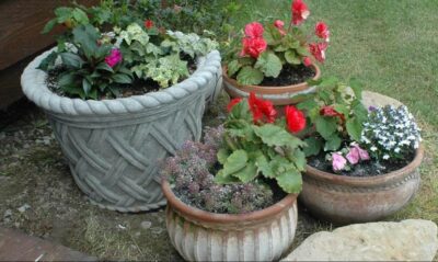 container gardening steve maxwell garden advice