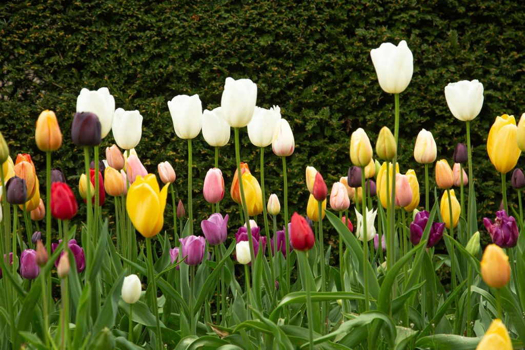 ottawa backyard gardens tulips