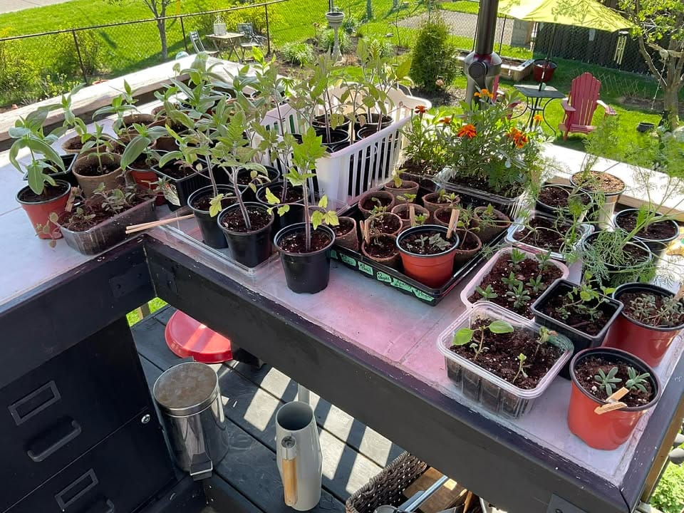 sue pitchforth seedlings