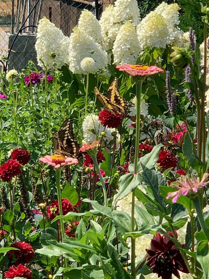 sue pitchforth garden planning