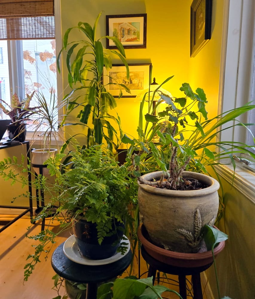 sue pitchforth houseplants