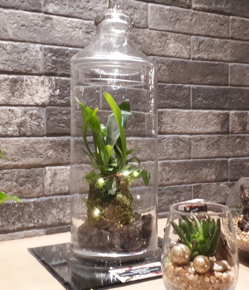 succulent terrarium