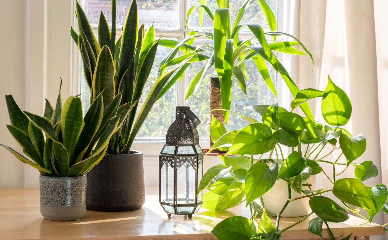 Caring for houseplants in the winter
