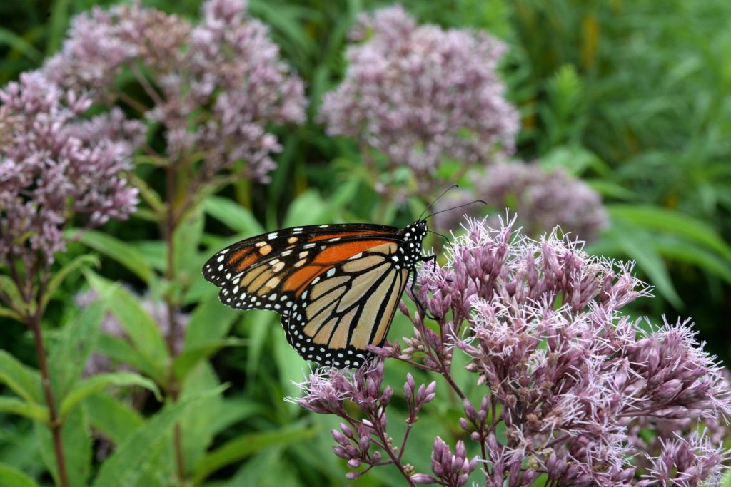 ottawa garden trends butterfly pollinators