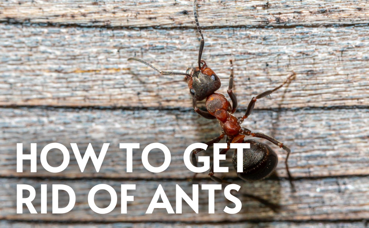 get rid of ants steve maxwell