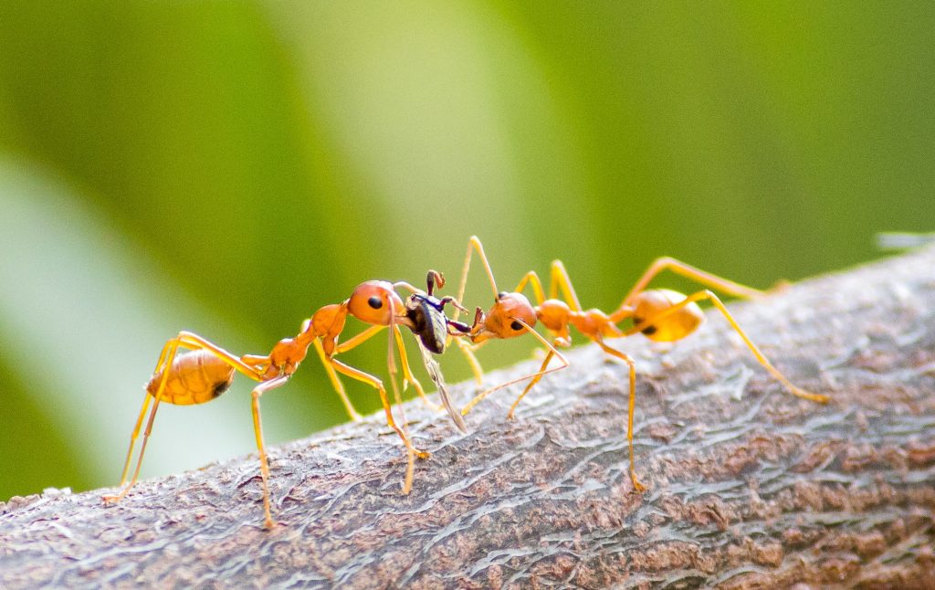 get rid of ants