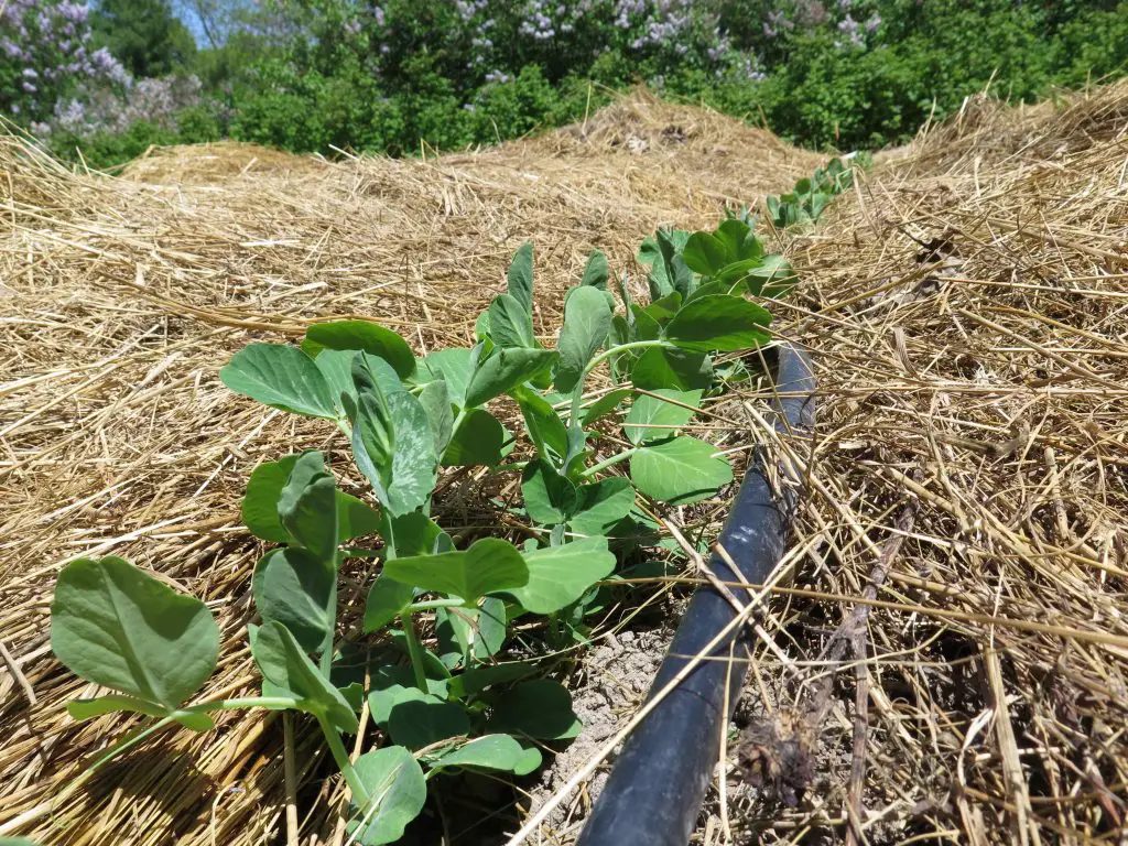 steve maxwell gardening tricks mulching vegetables