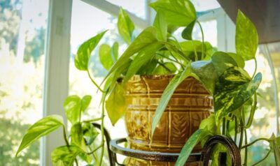 fertilizing indoor plants in the spring