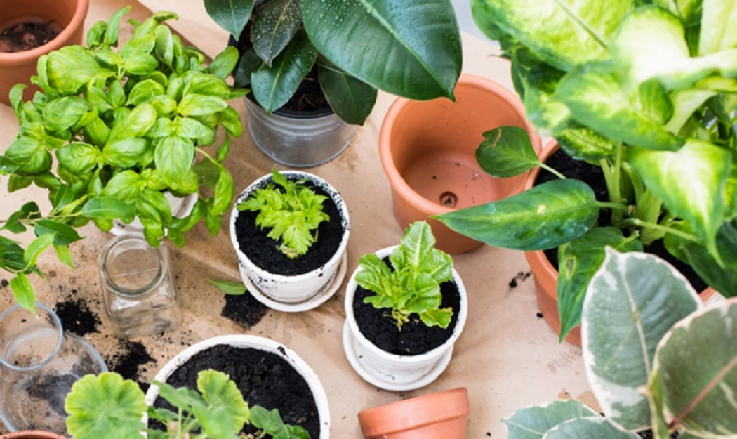 Revitalizing tired potted plants — allthingshome.ca