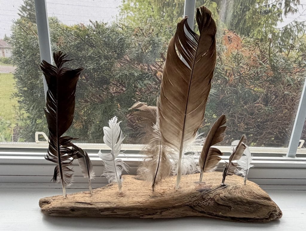 driftwood on a windowsill with a row of feathers standing up on it
