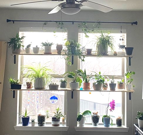 sue pitchforth window plants