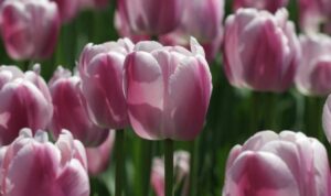 9 spring gardening tips
